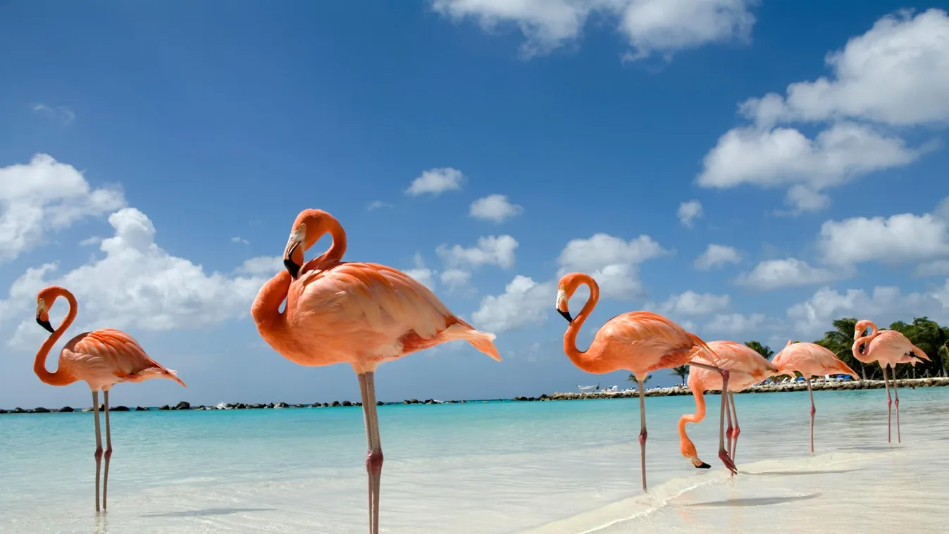 Van egy karibi strand, ahol gyönyörű flamingókkal nyaralhat együtt