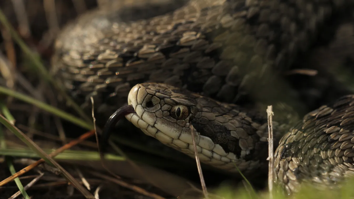A már csak hazánkban élő, rákosi viperákkal találkozhat szombaton