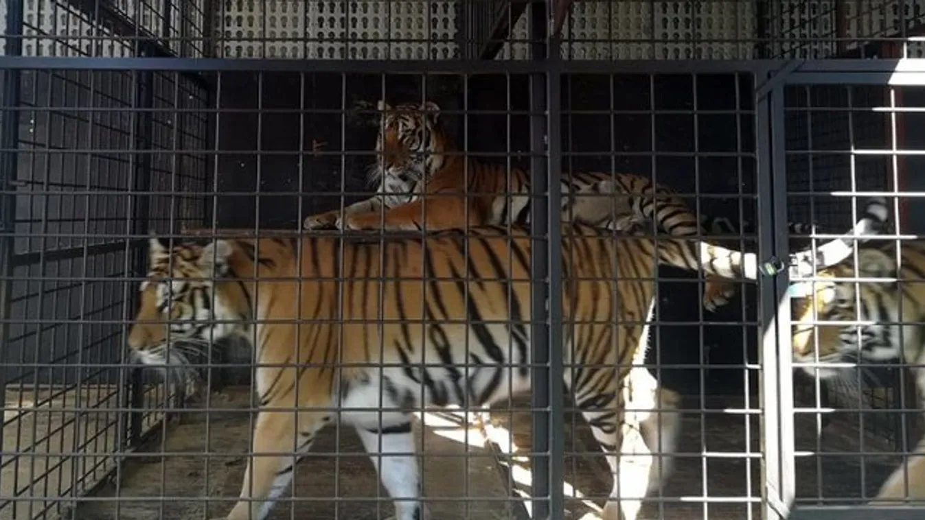 Bezárt tigris támadta meg a lányt