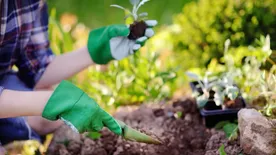 Már most ültesse el tavaszi virágait!
