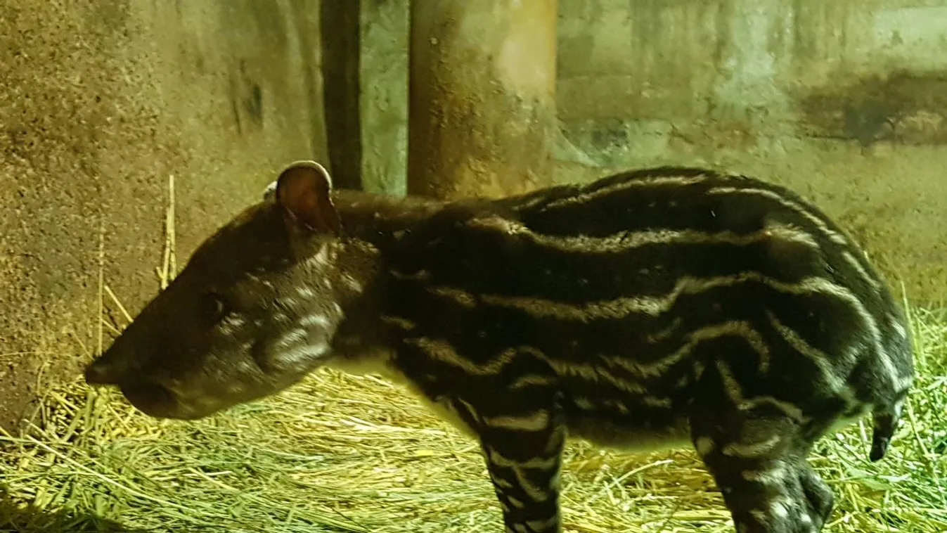 A látogatók szeme láttára jött világra a fővárosi állatkert tapírbébije