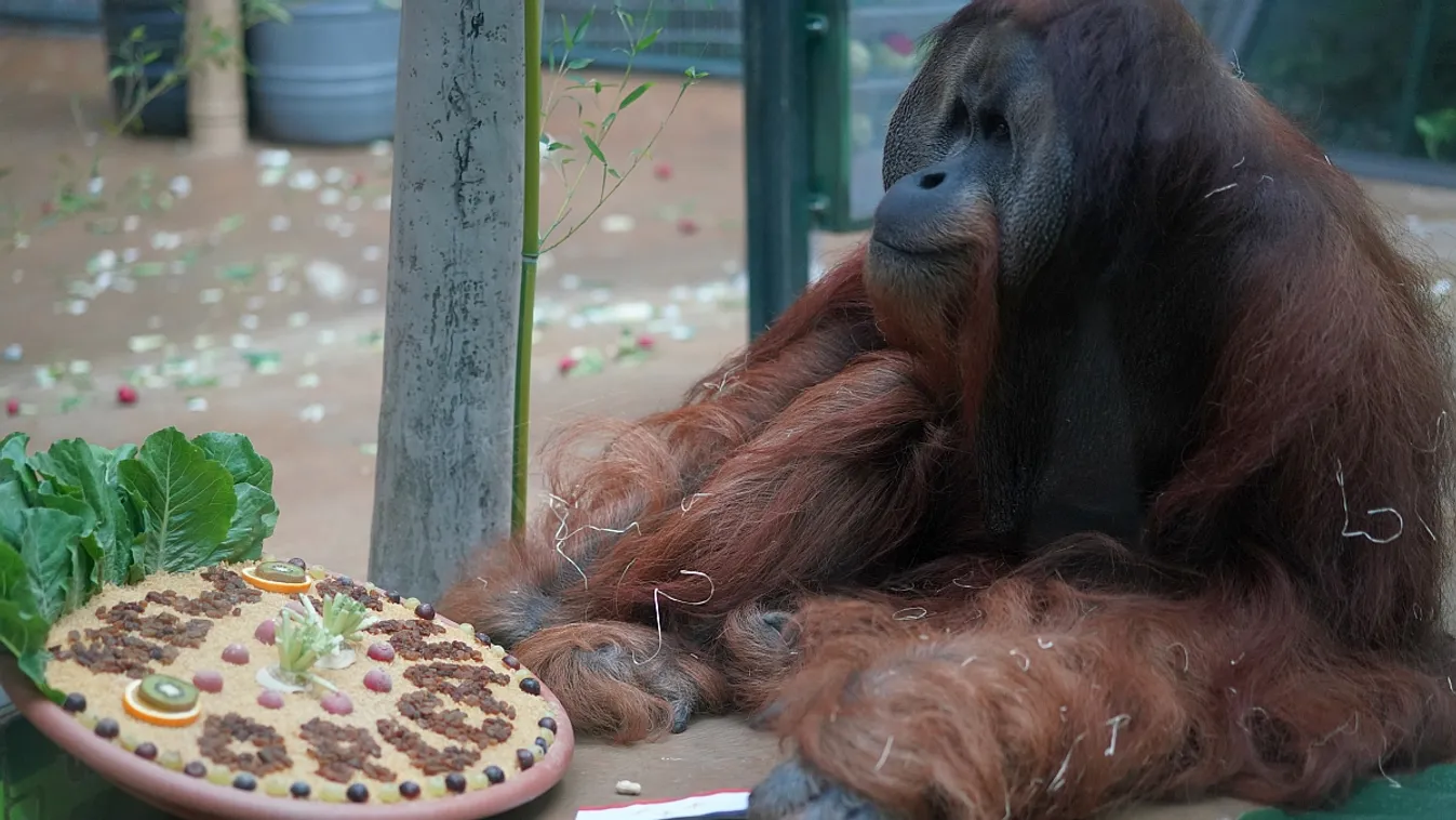 Angolul tanul Jambi, a hannoveri állatkert orangutánja