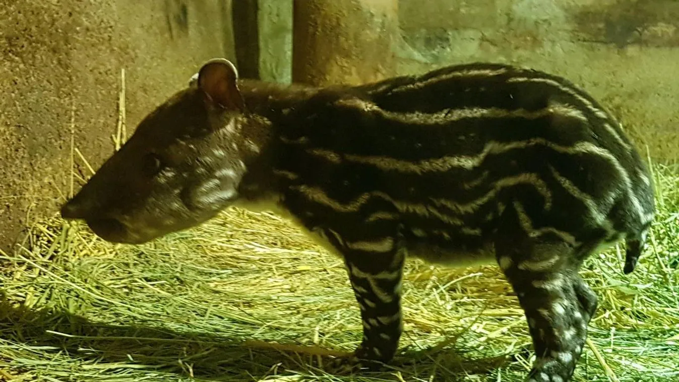 Elpusztult a Fővárosi Állat- és Növénykert néhány napos tapírbébije