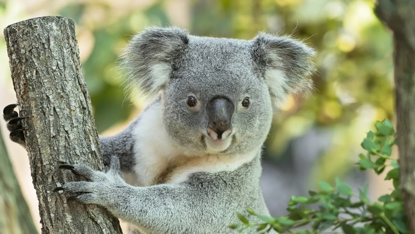 Bécsi koalának bécsi reggeli dukál, de nem akármilyen