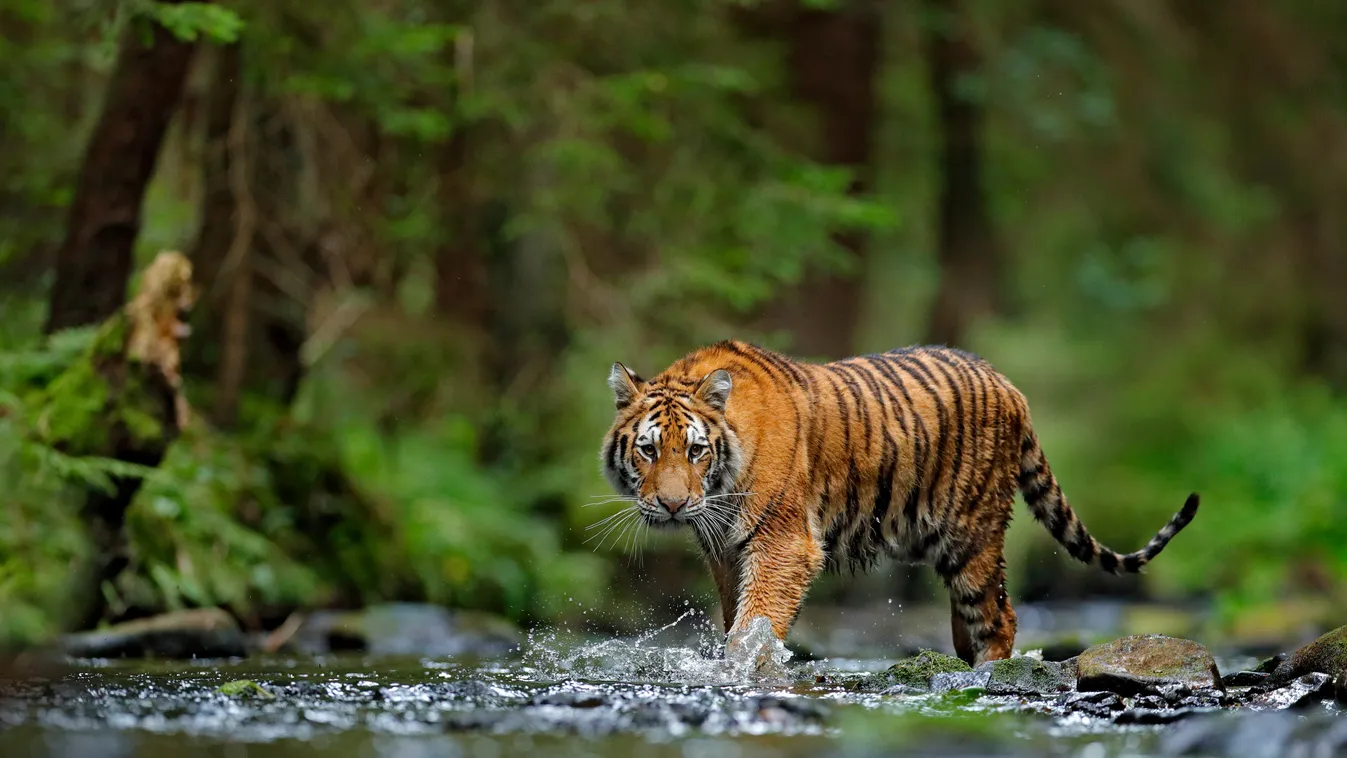 Jó hír: egyre több a vadon élő tigris Nepálban