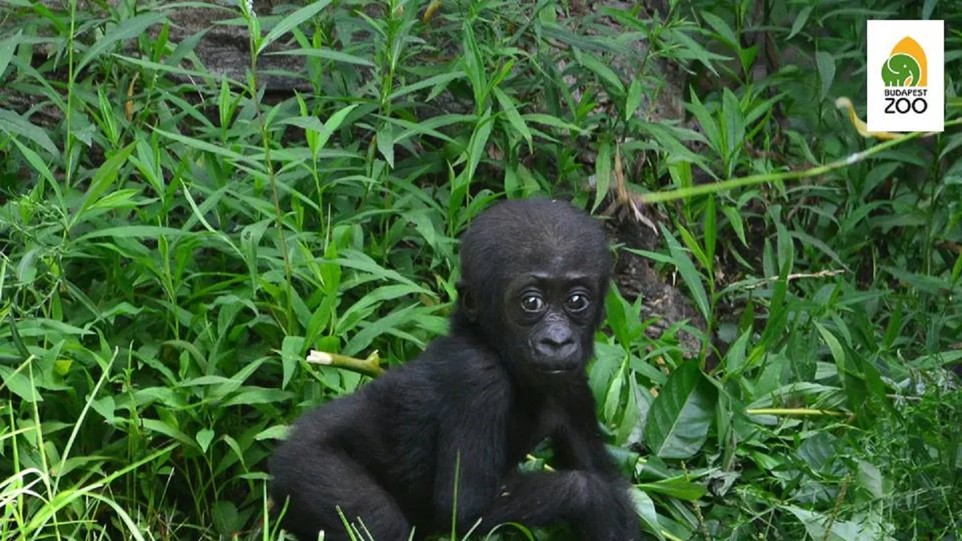 Egyre aranyosabb a fővárosi állatkert gorillakölyke