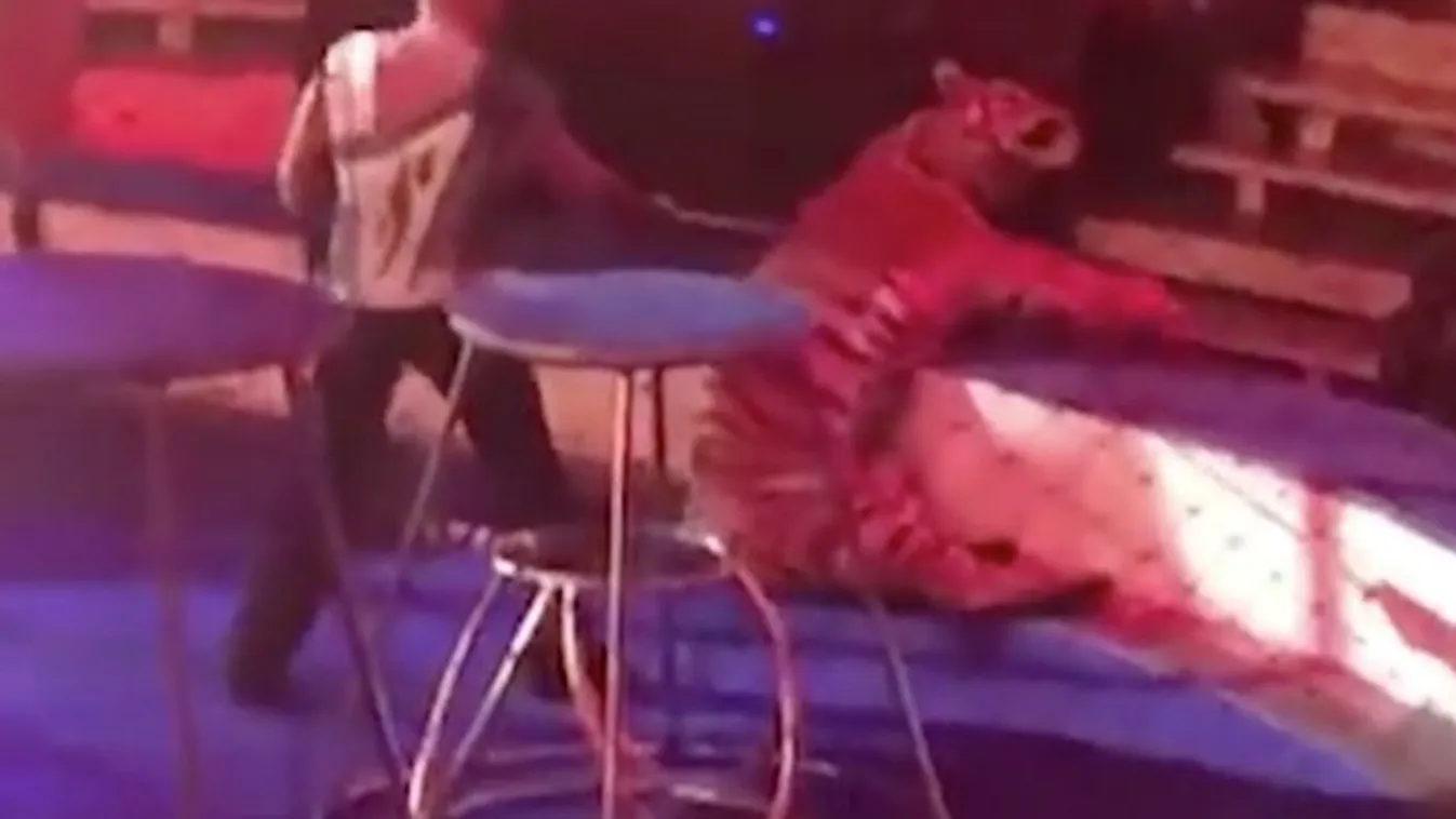 Megrázó felvételek: a cirkuszi tigris előadás közben rosszul lett és vonaglani kezdett, az idomár a farkánál fogva cibálta - videó