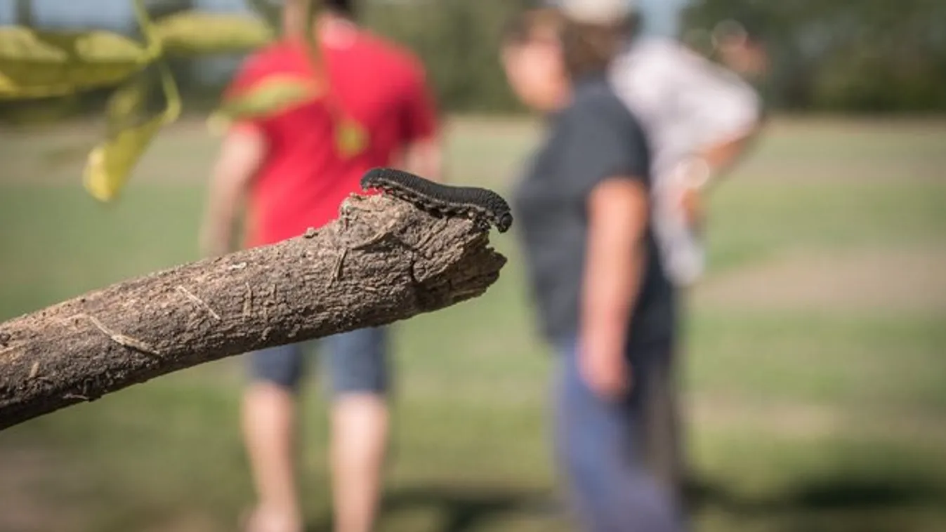 Álhernyók zabálják fel a kisteleki retket - fotók