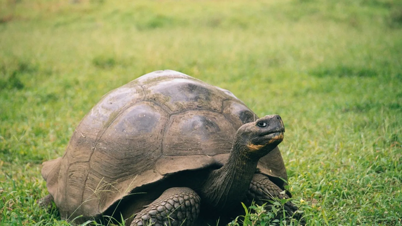 Száznál is több óriásteknőst loptak el Galápagos szigetén