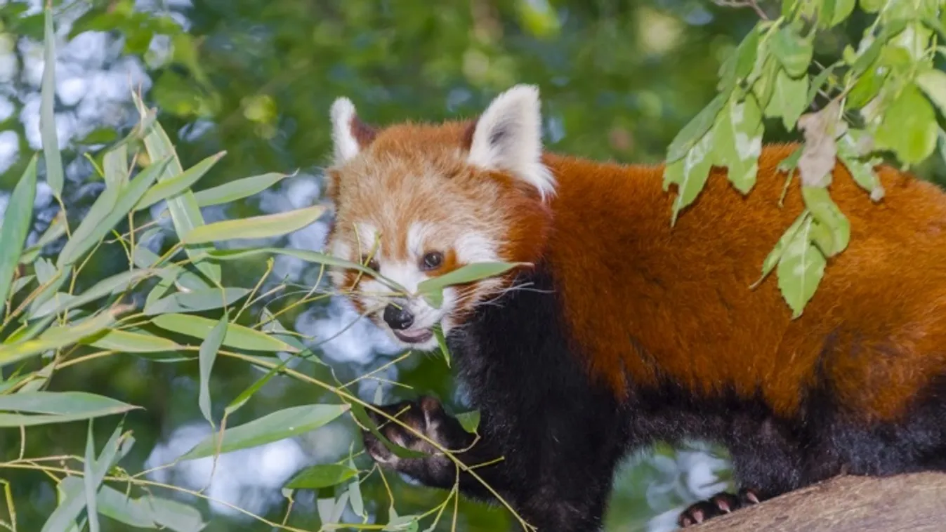 Párra talált Baltazár, a vörös pandalegény
