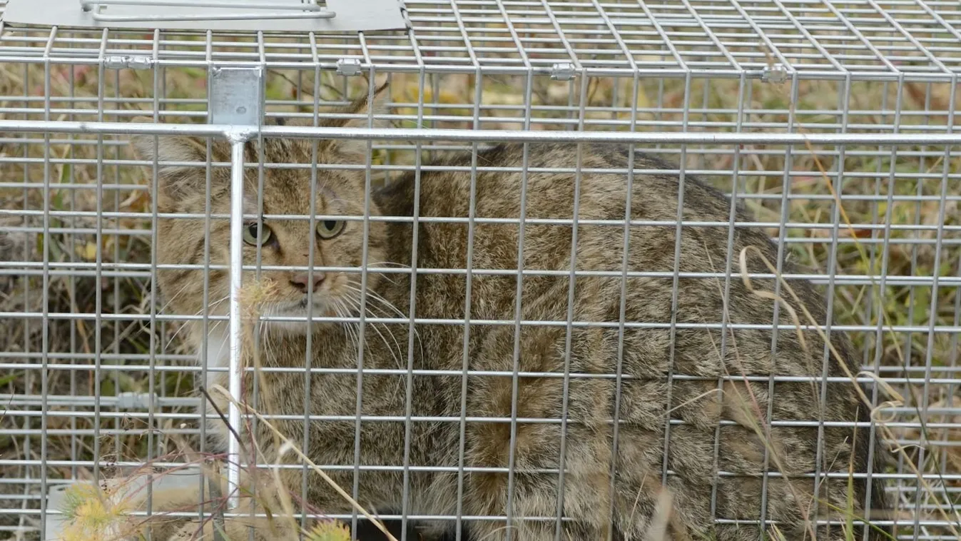 Meglepődtek, amikor egy vadmacskát fogtak be a sajómercseiek