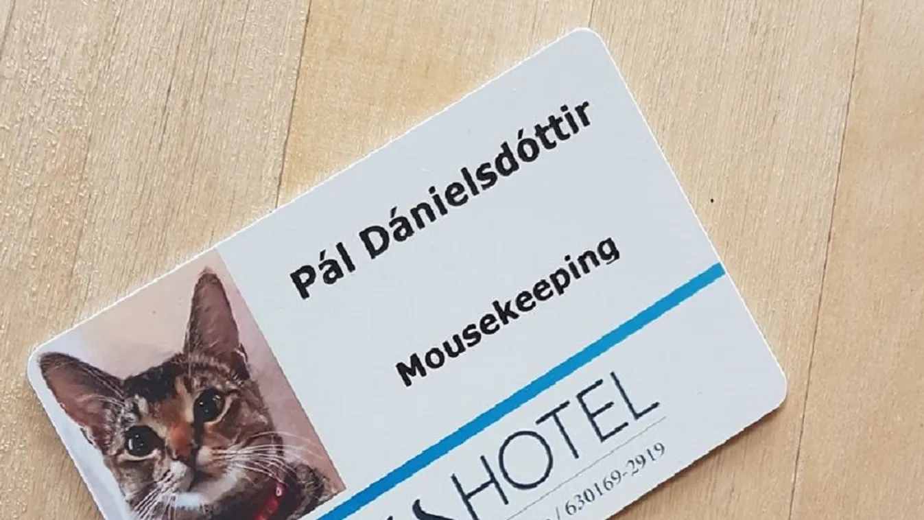 Világszenzáció lett az első izlandi macska házvezetőből