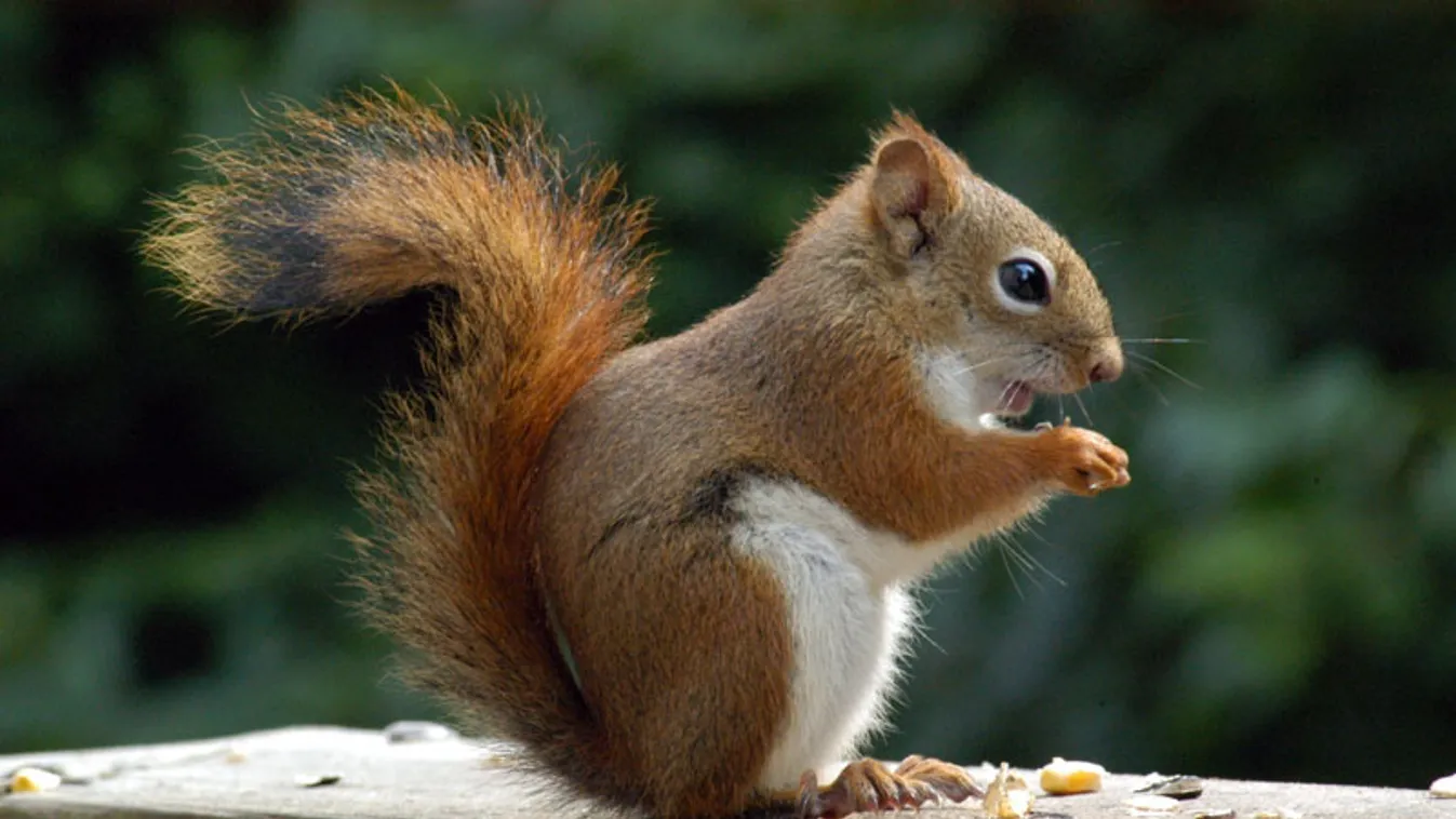 Nagy mókusszámlálást tartanak a Central Parkban