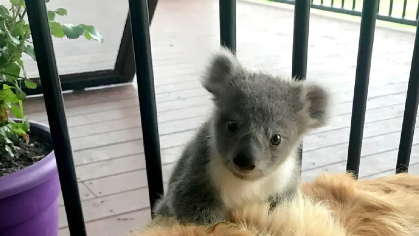 Megmentett koala bébivel érkezett haza a golden retriever