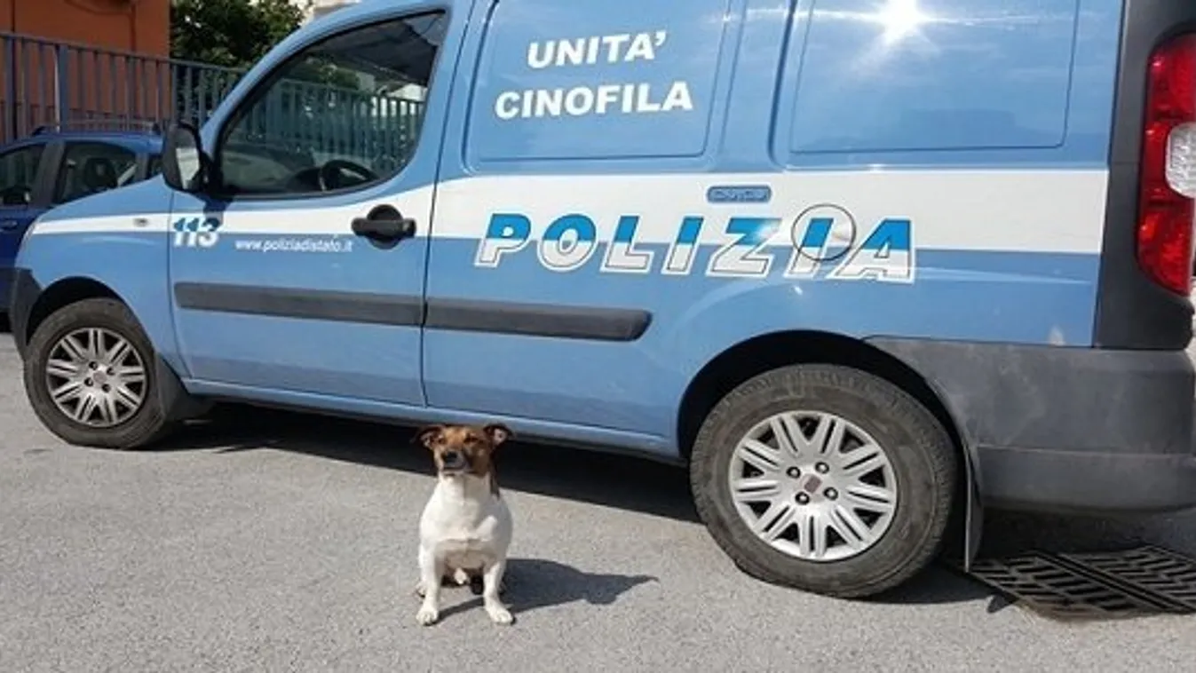 Embertelen! Tüneményes kutya fejére tűzött ki vérdíjat az olasz maffia