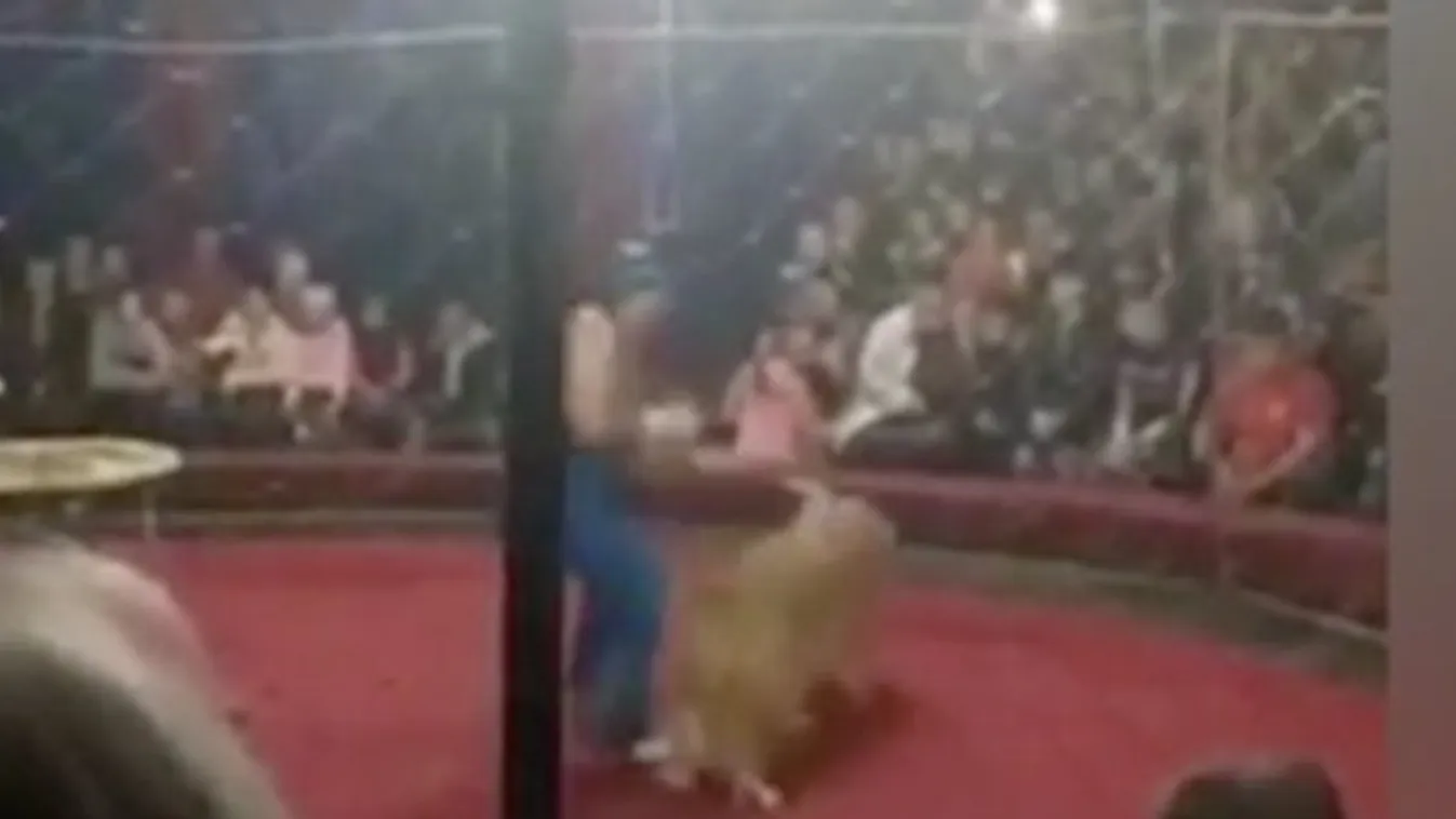 Majdnem megölt egy négyéves kislányt a cirkuszi oroszlán - videó