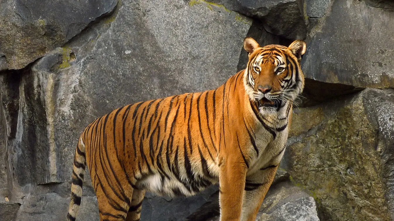 Tigris és orrszarvú csontjaiból is készülhetnek termékek Kínában