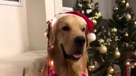 Hát nem édes? Ez a kutya már felkészült a karácsonyra - videó