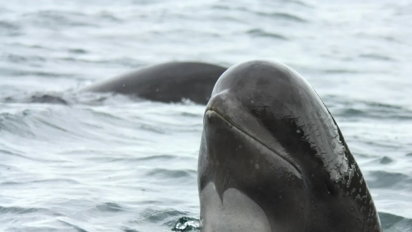 Több mint 140 gömbölyűfejű delfin pusztult el Új-Zéland partjainál
