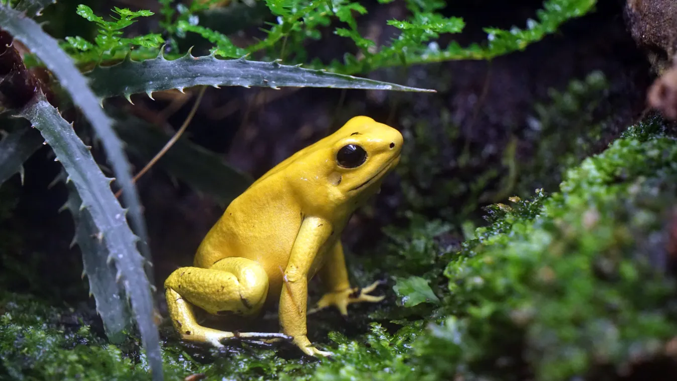 A 92 éves Sir David Attenborough ismét természetfilmmel jelentkezik