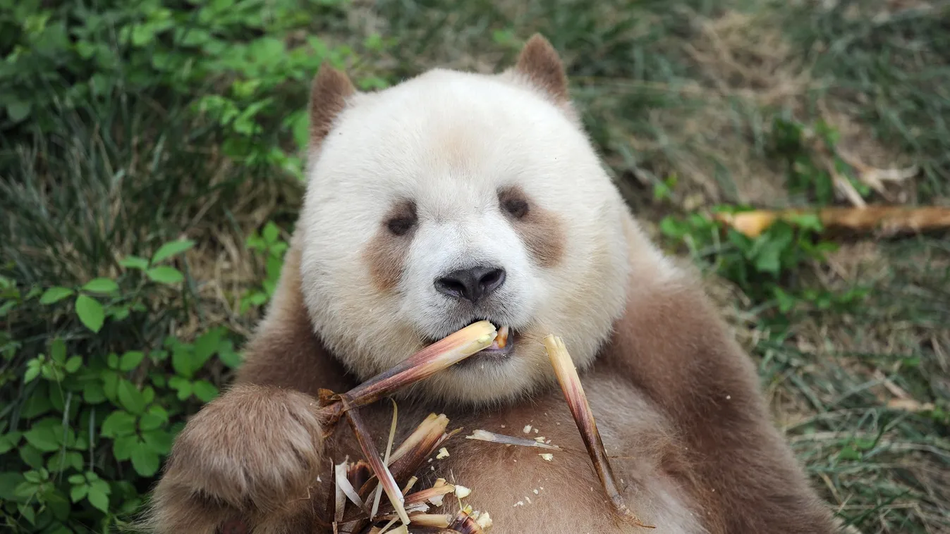 Egyre több csinling-panda rója a kínai hegyeket