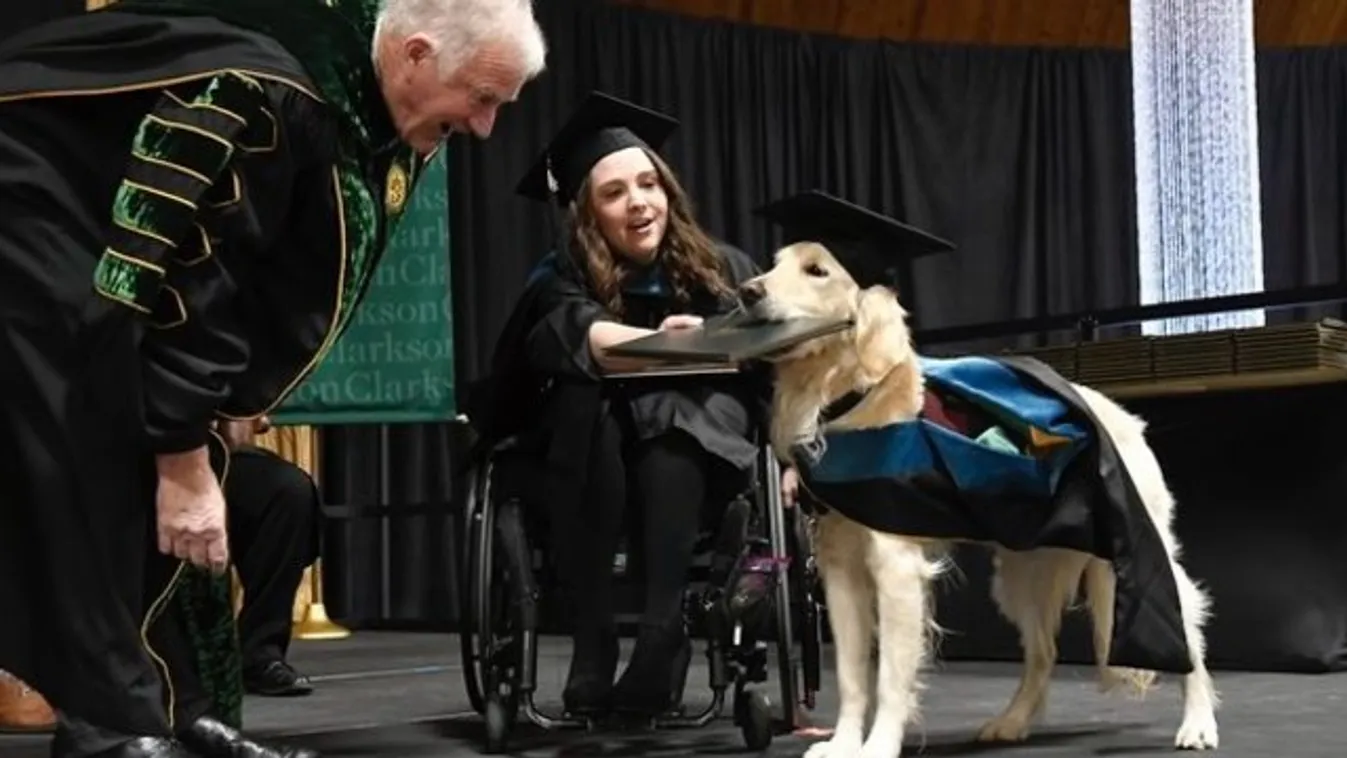Nem lesz ma cukibb a diplomát szerző Golden Retrievernél