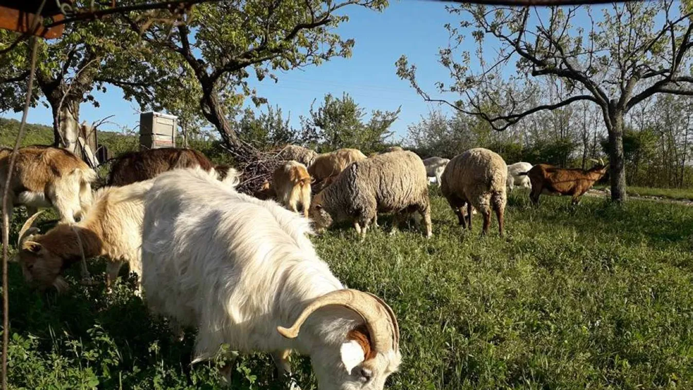 "Egyhektáros szőlőben álmodtunk magunknak egy kis farmot Mátraalján"