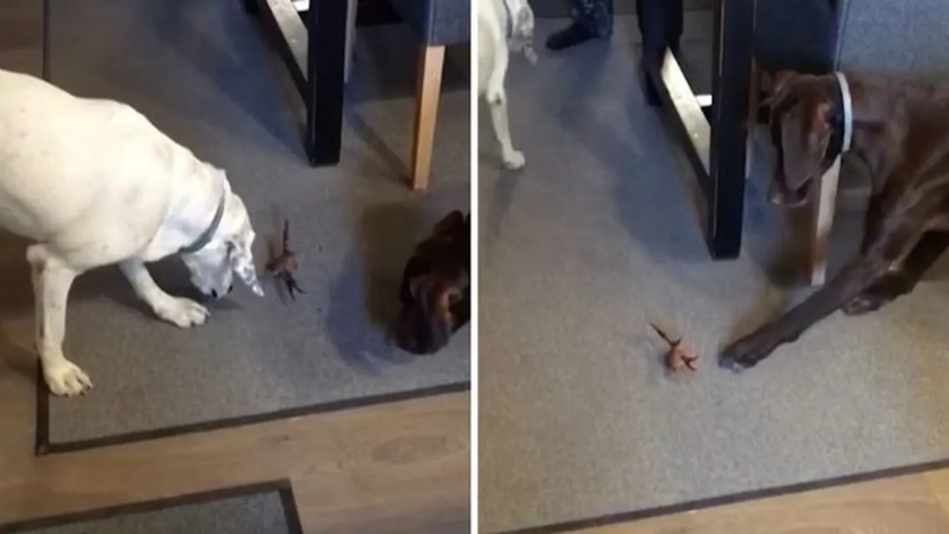 Ez meg mi? Ilyen, amikor két kutya találkozik egy rákkal – videó