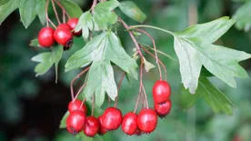 Íme a magas vérnyomás természetes ellenszere