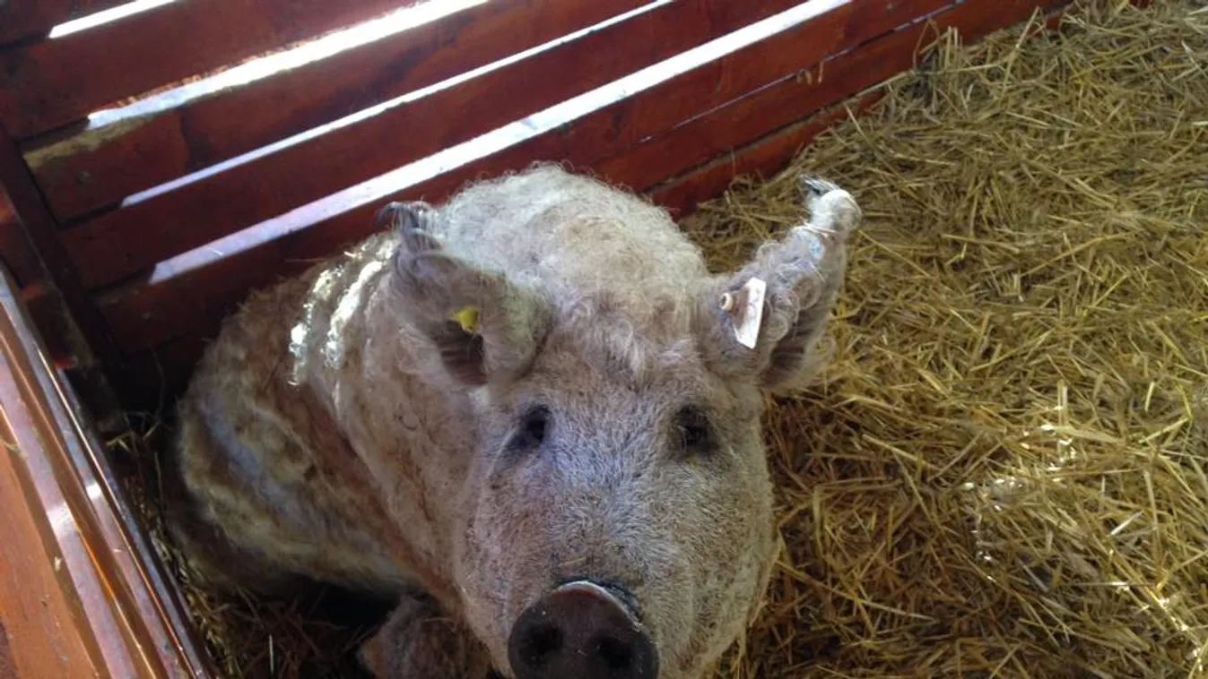 Őrületes főzőversennyel készül a Budapesti Mangalica Fesztivál