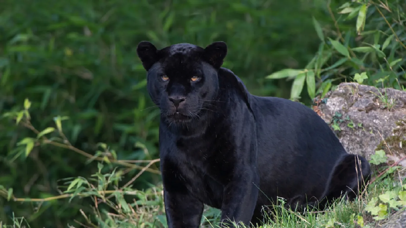 Rendkívül ritka fekete párduc settenkedik Kenyában