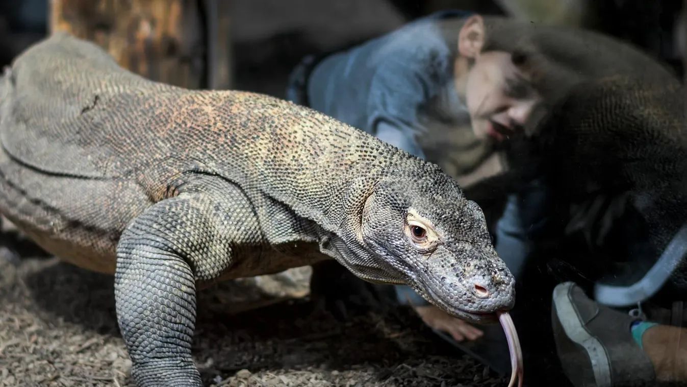 Sárkányeledelt készíthetnek Füreden az ovisok