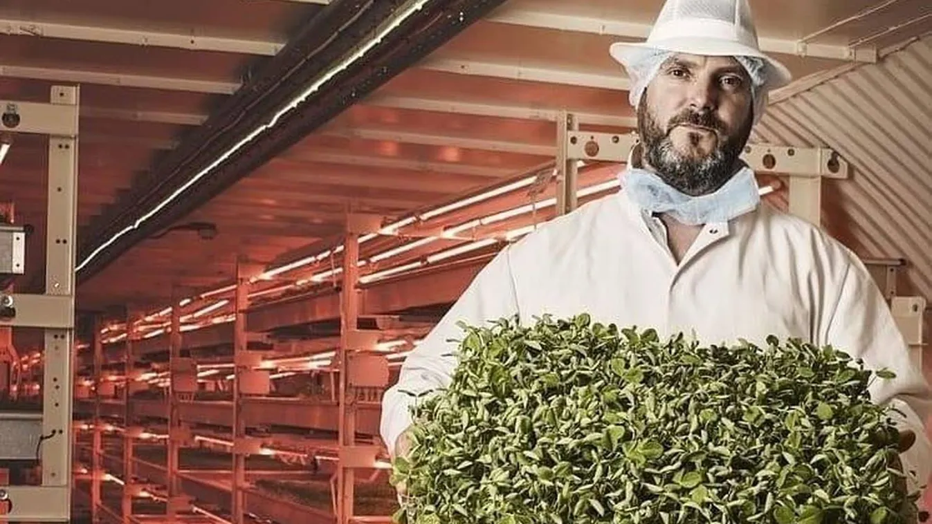 Rózsaszín fényben nőnek a háborús bunkerben a saláták