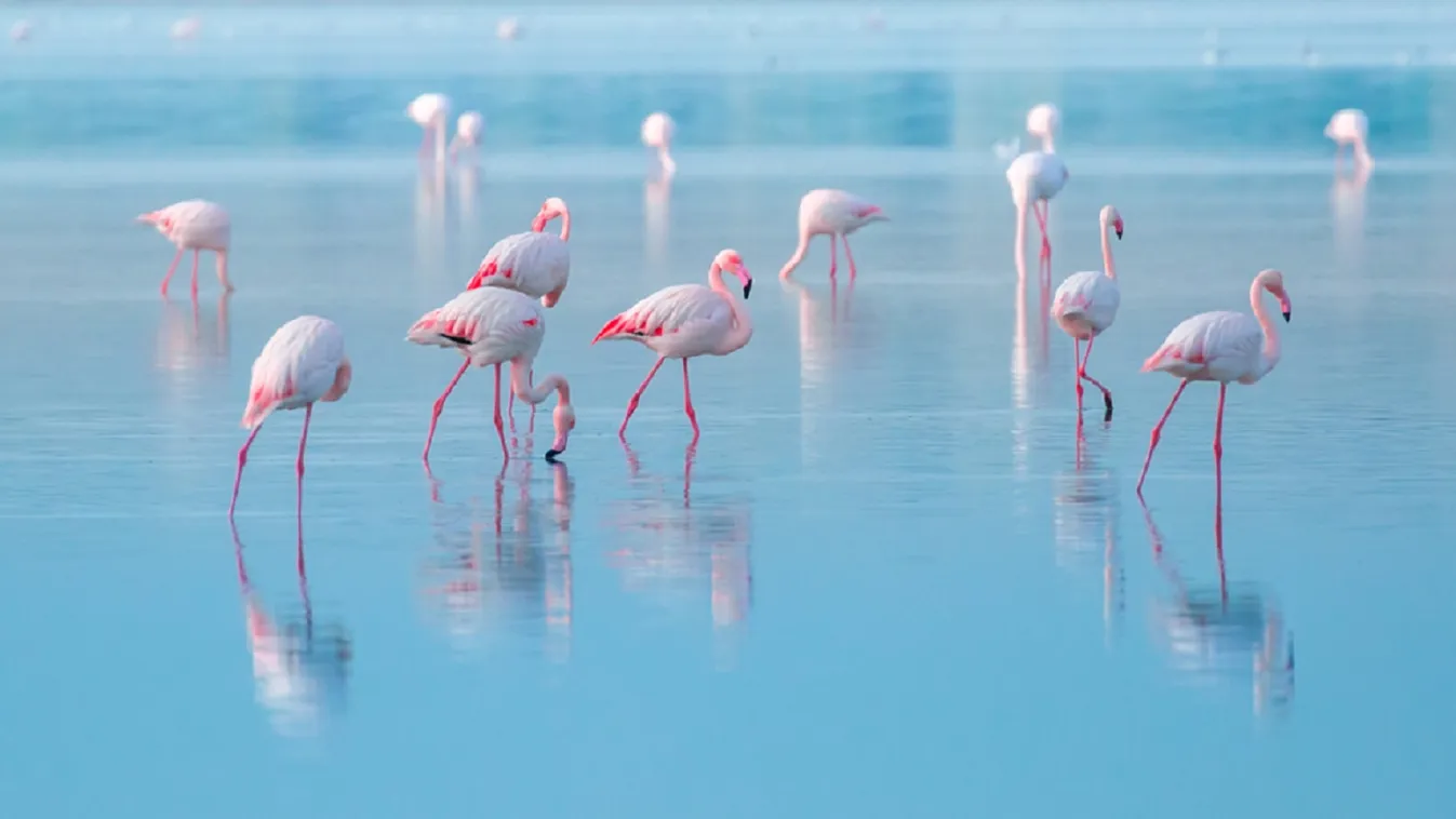 Hemzsegnek a turistacsalogató flamingók az albán tengerparton