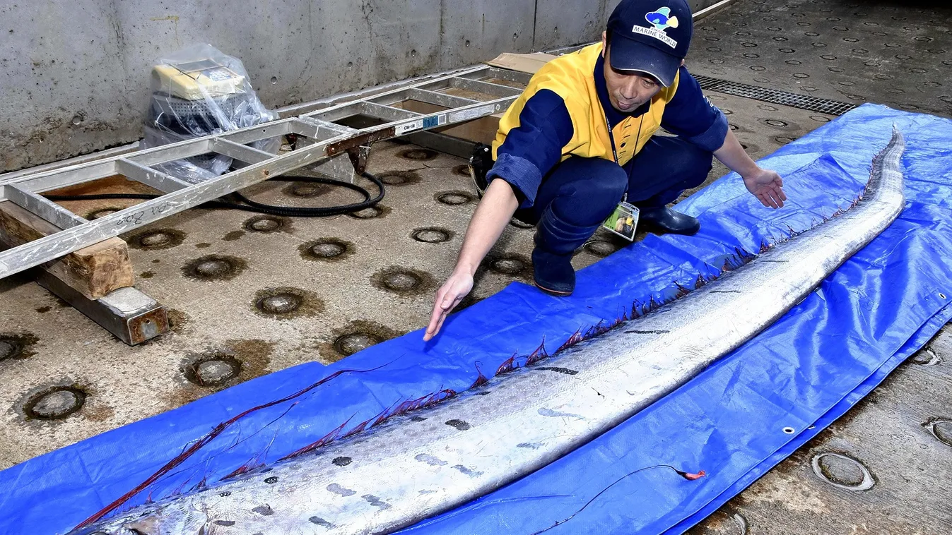 A frászt hozták a japánokra a sekélyesben kolbászoló szíjhalak