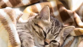 Tények és tévhitek az egyik legveszélyesebb macskabetegségről