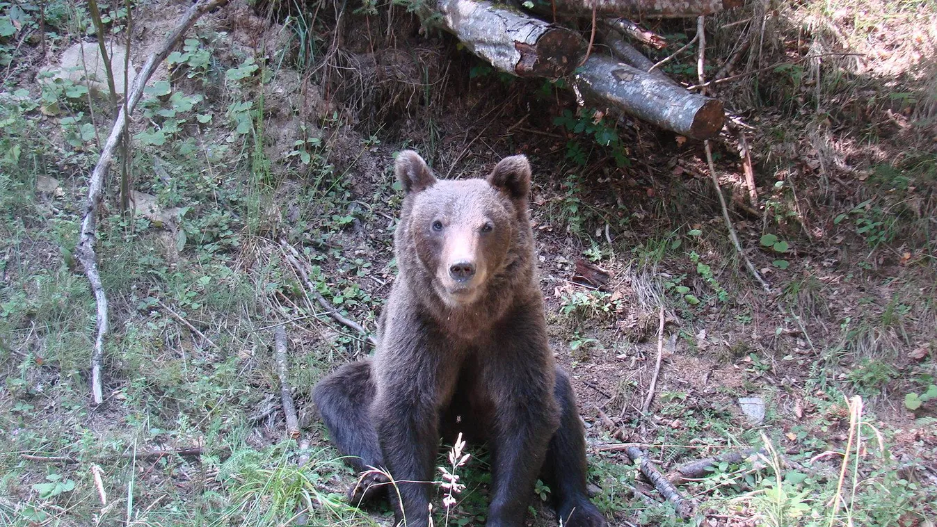 Medve korzózott az aggteleki vadonban