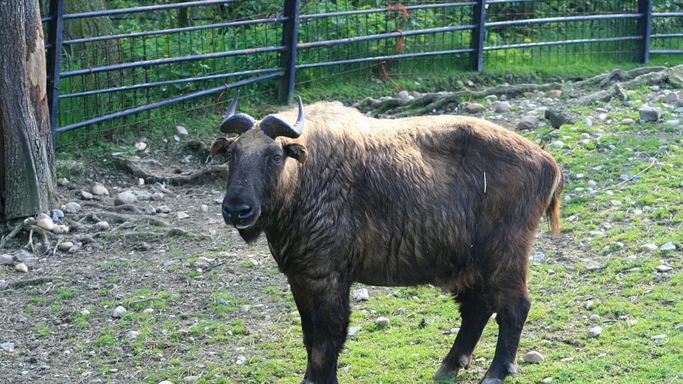 Sosem látott mishmi takint? A Nyíregyházi Állatparkban nemrég született kettő!