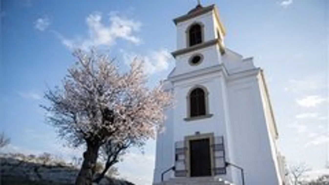 A pécsi havihegyi mandulafa lett az év európai fája - fotók