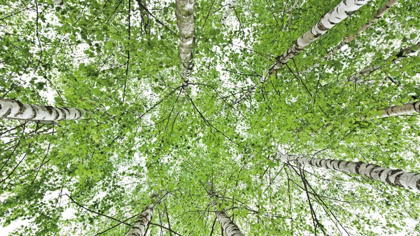 Használjuk a nyírfa varázserejét!