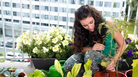 Ablakban a vitamin - ezek a tavasz legegészségesebb növényei