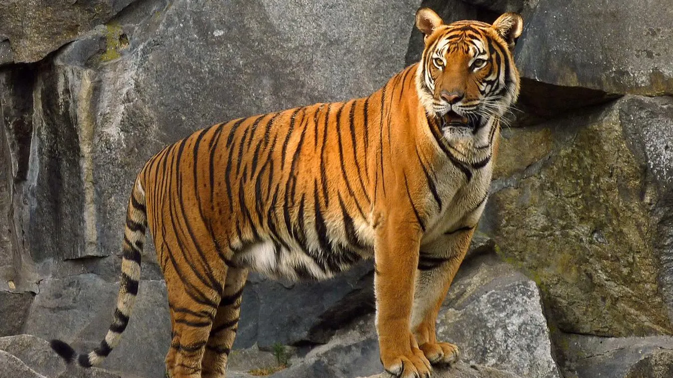 A tigris továbbra sem háziállat, bármennyire is szépséges