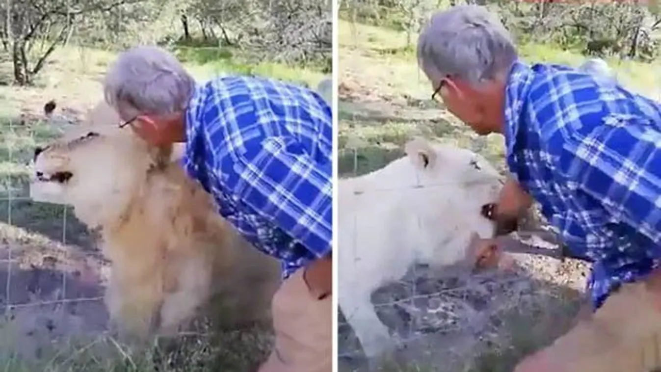 Csúnyán elkapta az oroszlán a ketrecébe nyúló turista karját – videó