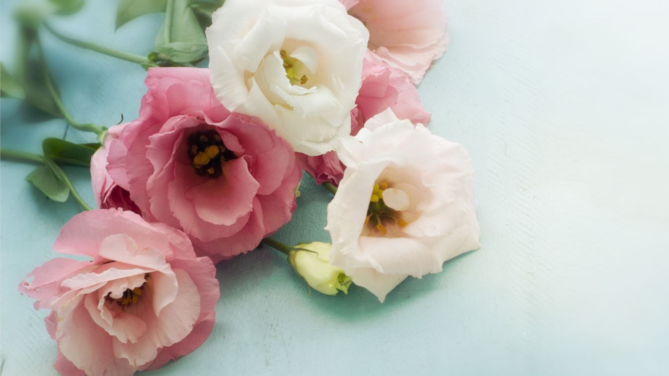 https://cdn.borsonline.hu/2019/04/yNZ7Xl0U5MygTwttg43eFJUDYWGkAAXqyMNlCbcmPdI/fill/1347/758/no/1/aHR0cHM6Ly9jbXNjZG4uYXBwLmNvbnRlbnQucHJpdmF0ZS9jb250ZW50LzA0NjMxZjQ0N2ZiNTQyYmQ5NDgzODZiMjc1NzliMzY2.jpg
