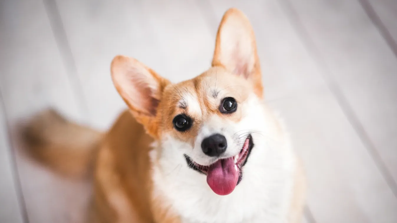 Ez a Corgi Cafe a kutyabarátok földi mennyországa