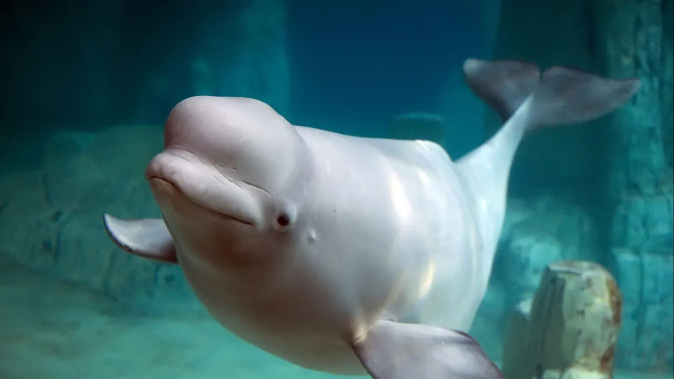 A világ első beluga menhelye Izlandon nyílik