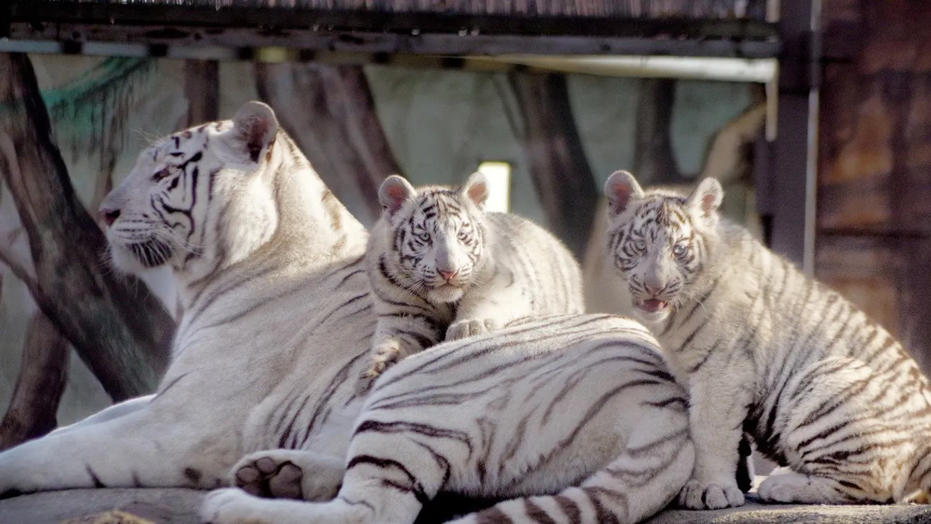 Négy fehér kis tigris vár a gyerekekre a Zoo Győrben