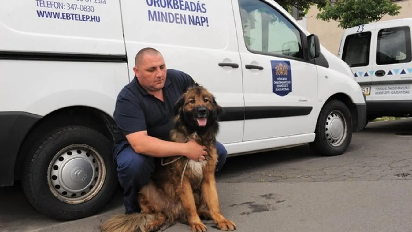 Így találnak szerető gazdára az elárvult kutyusok