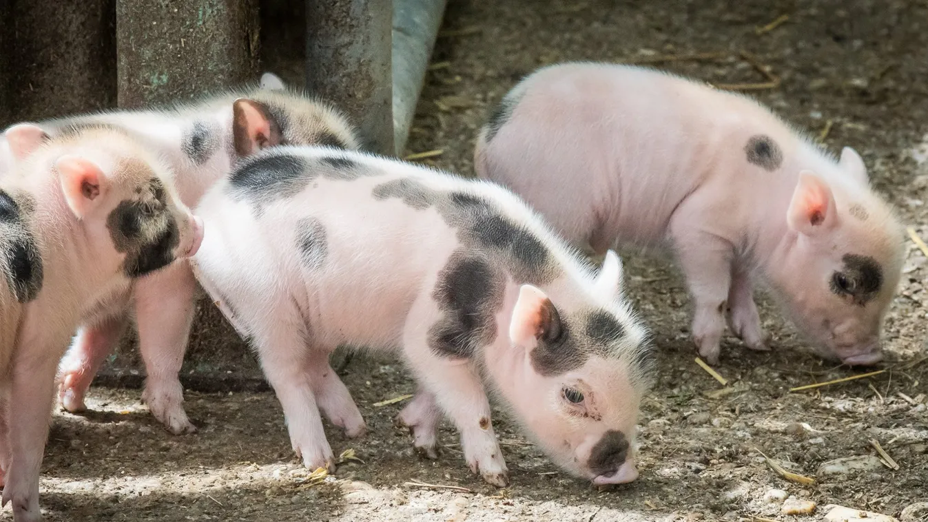 Egy tucat rózsaszín fülű, foltos törpemalac született Debrecenben