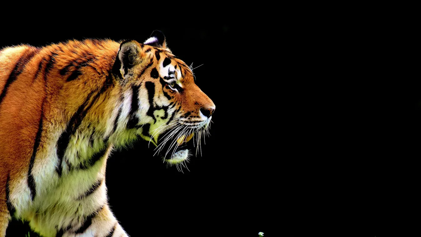 Mobiltelefon jár annak, aki felhagy az orvvadászattal Bangladesben